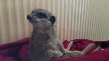 Suricate lutte contre le sommeil