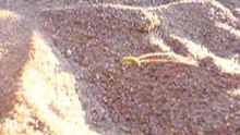 Chenille de sable