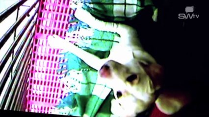 Dierenartsenpraktijk | Dierenzorg | Animalis |Zottegem, België | By Sw tv