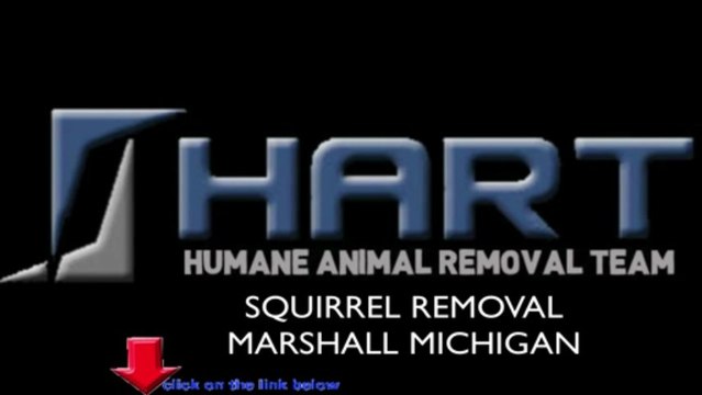 Squirrel Removal Marshal Michigan