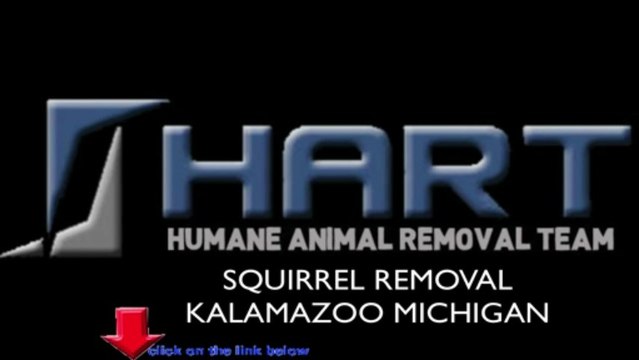 Squirrel Removal Kalamazoo Michigan