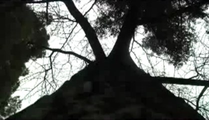 El árbol que sobrevivió a Hiroshima y Nagashaki