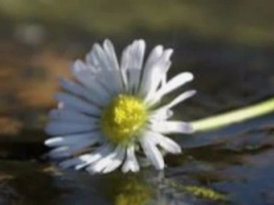 Hüseyin KARAKUŞ- ADAK