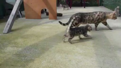 Magic Bengal - litter Fame & Pearl 2 months (1)