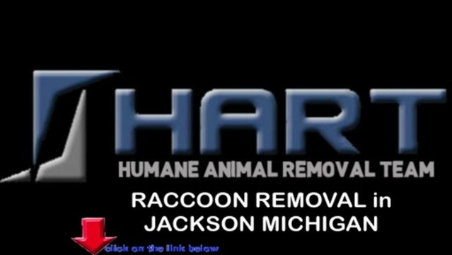 Raccoon Removal Jackson Michigan