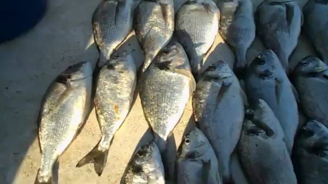 güvercinlik cupra balık avı