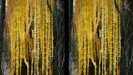 film The Odd Life of Timothy Green -  Bande annonce vf