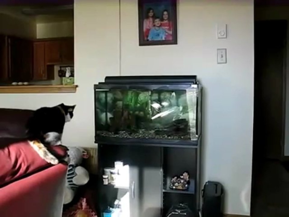 Cat vs aquarium