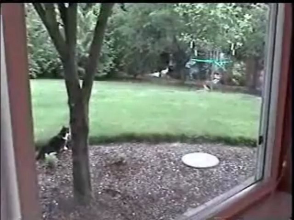 Cat vs Rabbit