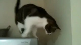 Cat walking down fridge (original)