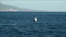 Neat Footage of Gray Whale Breaching Newport Beach