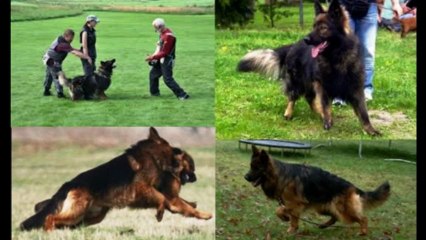 Ovejero Alemán De Pelo Largo [Coto De Lobos]