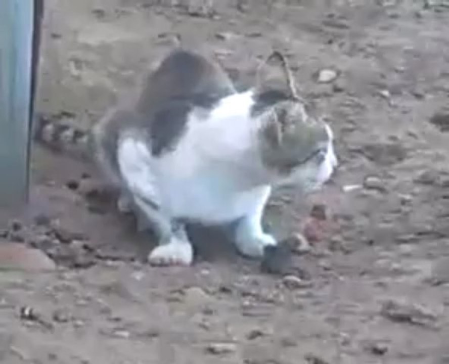 Курица Стащила У Кота Добычу