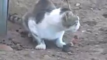 Курица Стащила У Кота Добычу