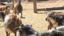 Goat Population May Increase Due to Global Warming