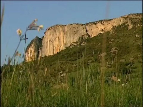 Les géants du Caire (Vautours fauves)