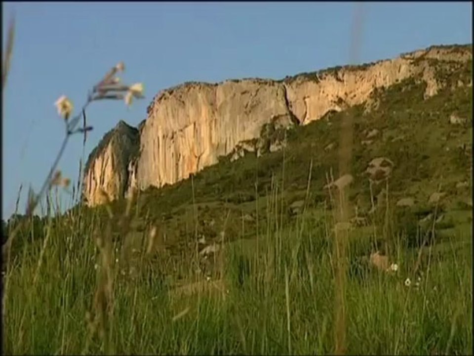 Les géants du Caire (Vautours fauves)