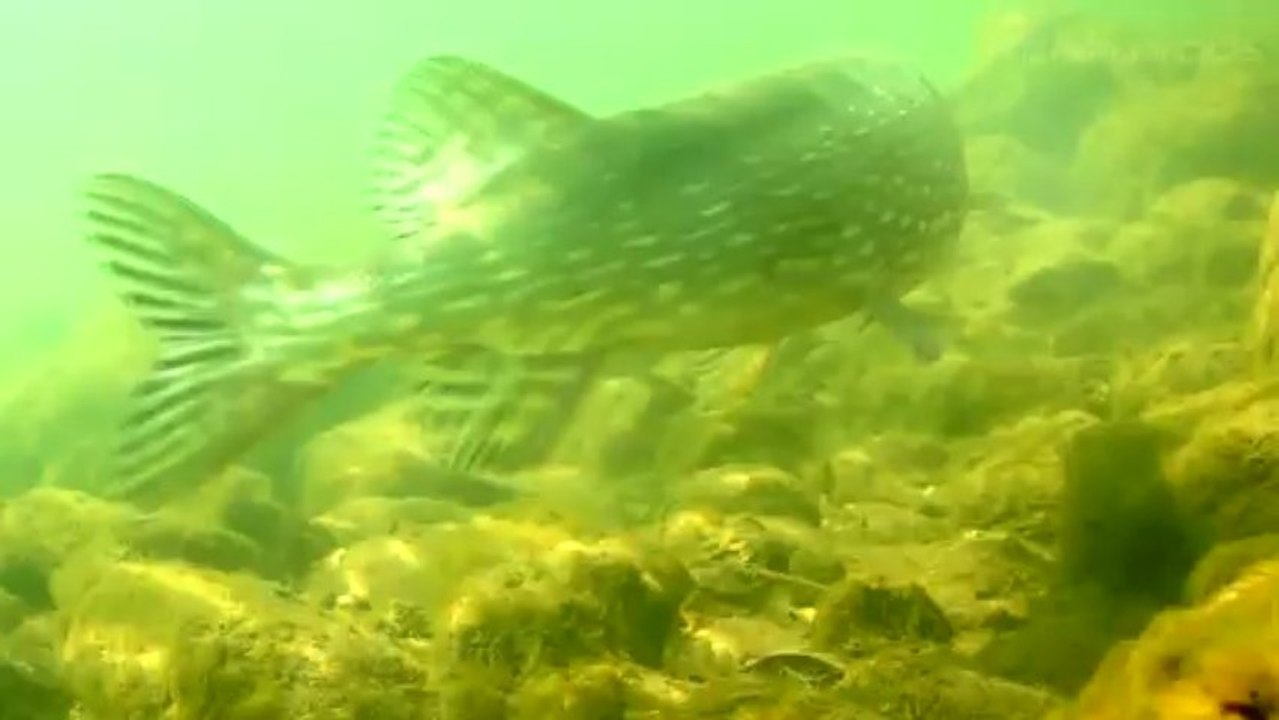 Poissons sauvages 3