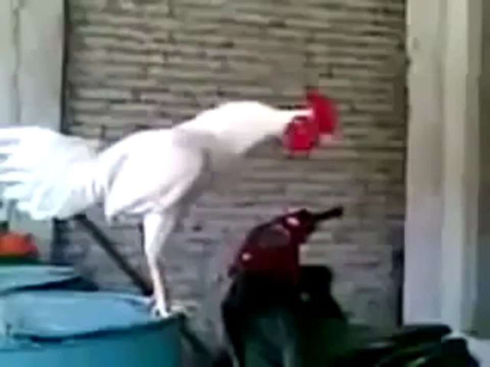 pollo llorando