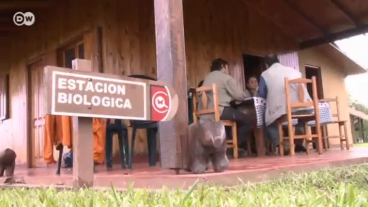Waldsterben - Paraguays Preis für den Aufschwung | Global 3000