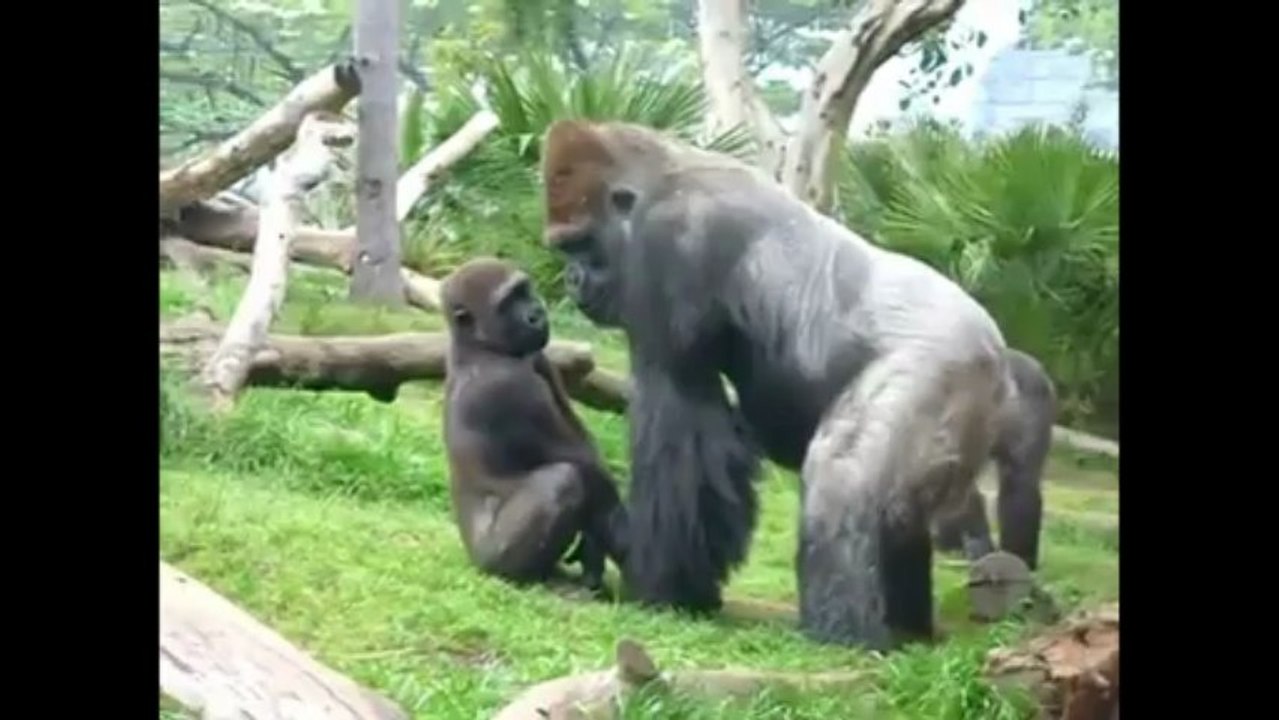 Monkey Man