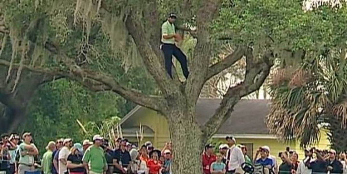 Un golfeur va tirer sa balle... en haut d'un arbre !
