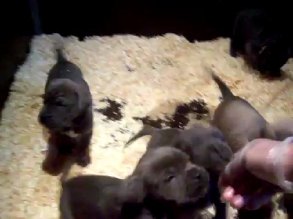 chiots bora 5 semaines