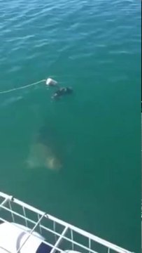 Attaque de requin une lune de miel qui aurait pu virer au cauchemar