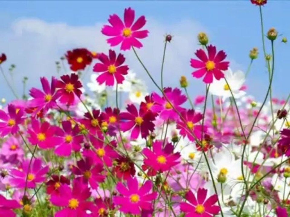 Aşkın Beni Deleyledi - Dilaver AVGÖREN