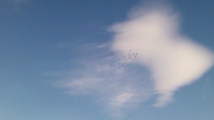 ΣΜΗΝΟΣ ΠΟΥΛΙΩΝ - ΞΗΡΟΛΙΜΝΗ