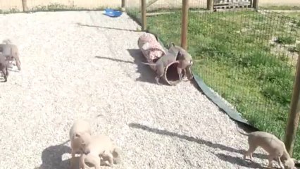 Chiots PLI du Domaine de Peyrazet 26 03 2013