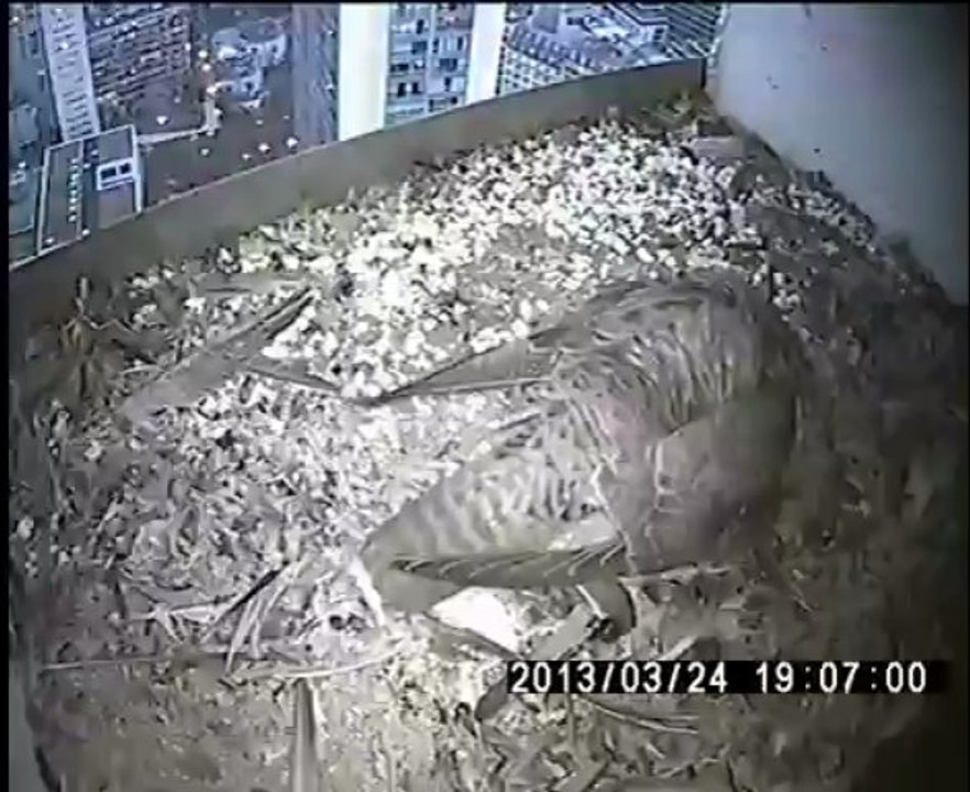 3 oeufs pondus
