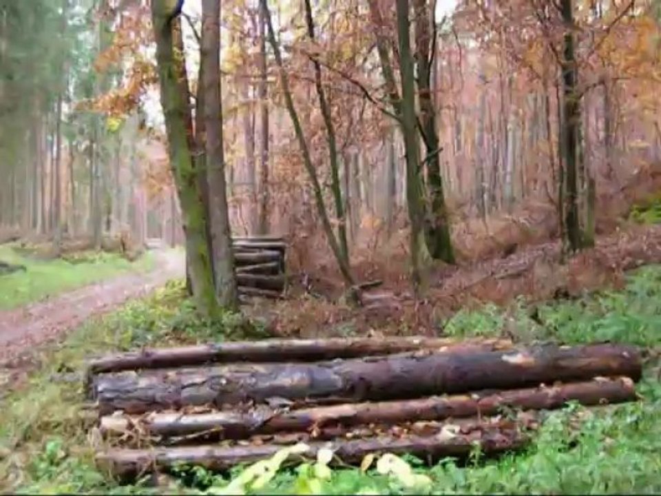 Auf Spurensuche im Pfälzer Wald - Am Westwall - Natur und Geschichte