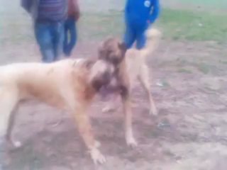 alaylı sedatın karabaş derinkuyu yaşarın çakal