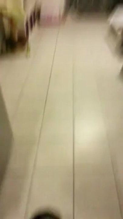 Un petit chat qui ramene la balle comme un chien !