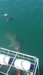 Акула залезла в клетку к дайверам