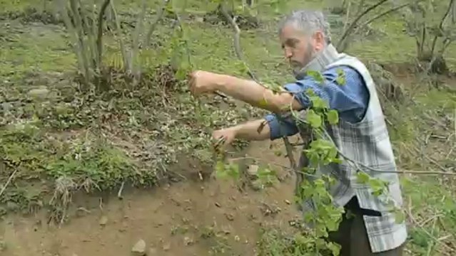fındıkta gençleştirme budaması 2