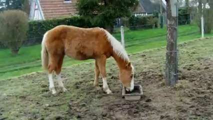 Galopade de Cody et Country mars2013