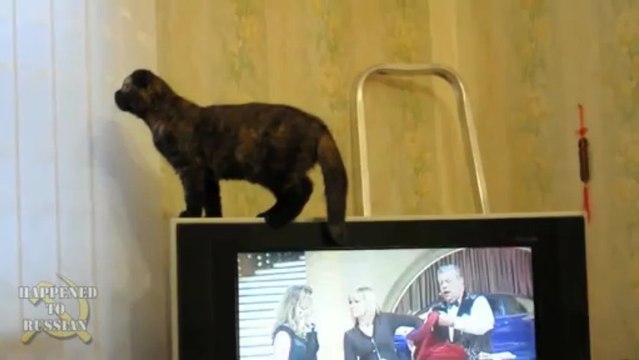 Кошка поменяла свой цвет