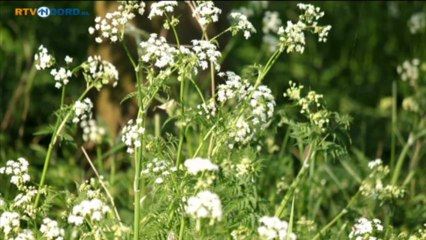 Fluitenkruid als medicijn tegen kanker - RTV Noord