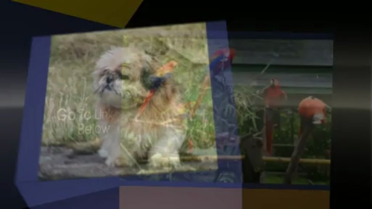 Pet Care Pet Care Videos And Tips VIP Pet Care