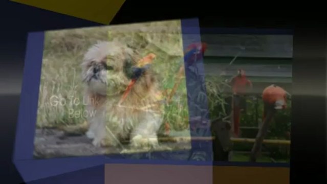 Pet Care Pet Care Videos And Tips VIP Pet Care