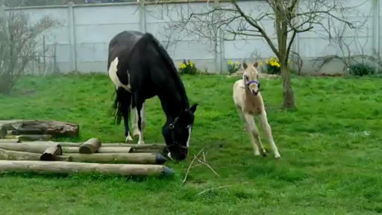 Dollar se défoule-mars2013