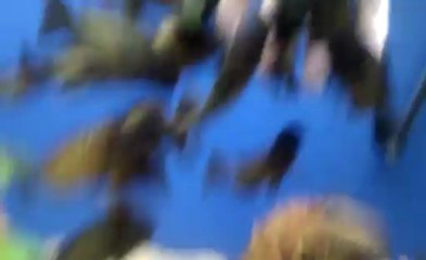 moori ilangi yellow yemek vakti