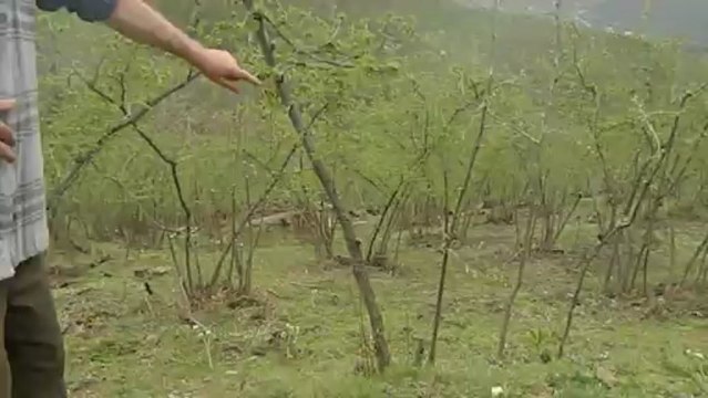 fındıkta ürün budaması 2013 mart