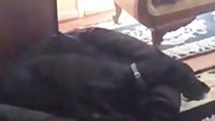 This Dog Only Cares About One Thing