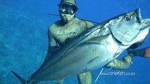 Best Spearfishing Film - One Fish Going East - 2012