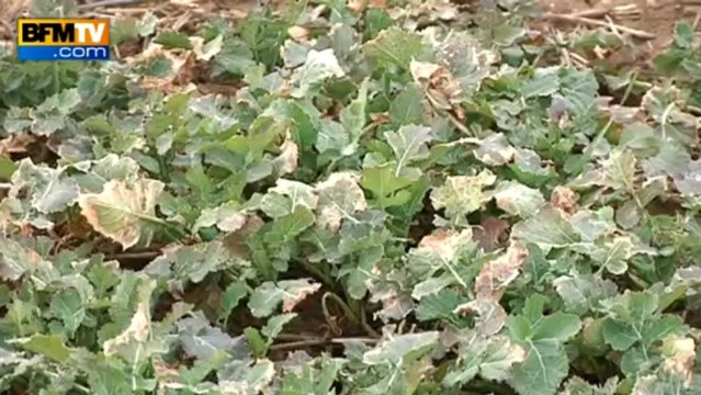 Manque de soleil: les professionnels trouvent le temps long - 27/03