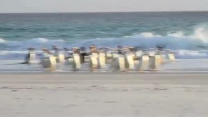 Deniz Aslanı Penguenlerin Peşinde