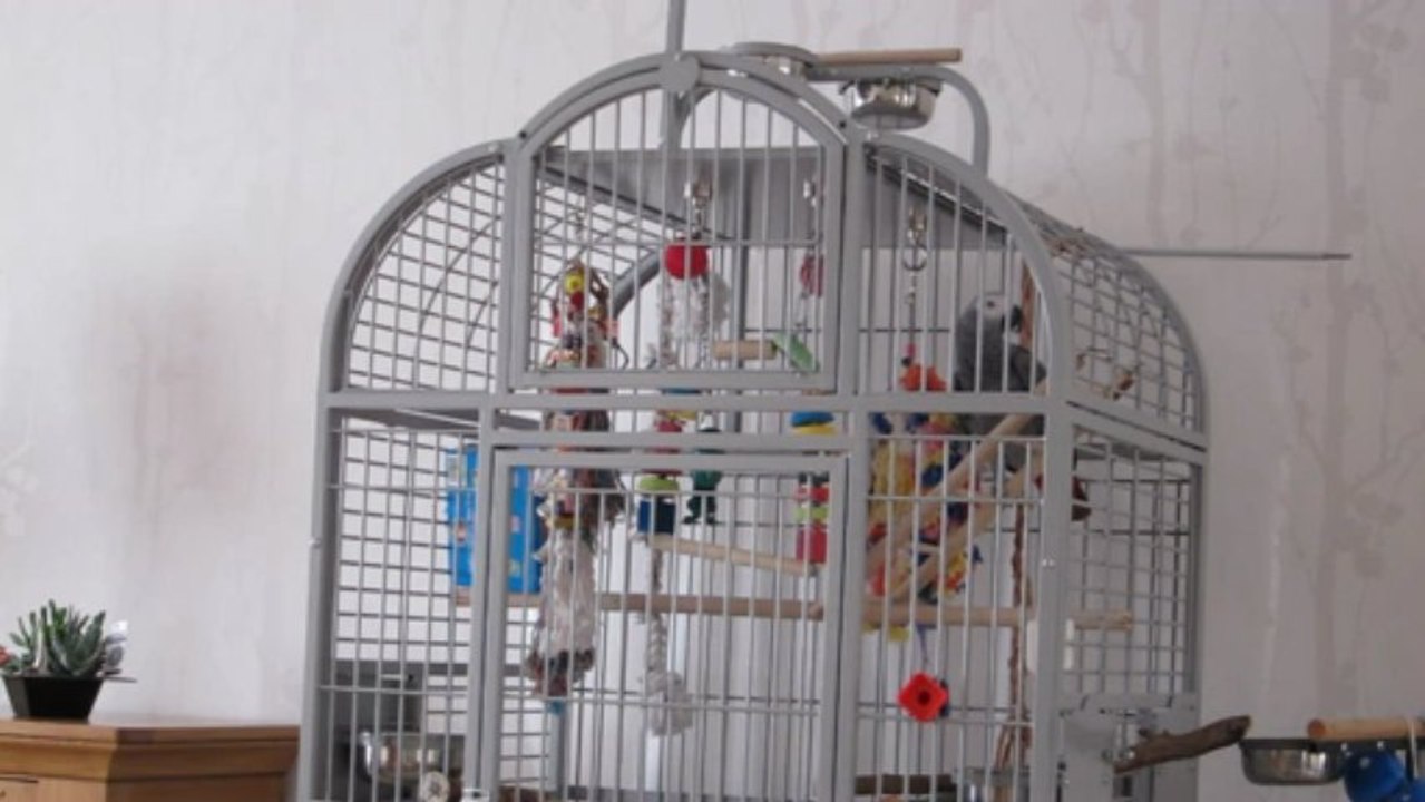 youri dit "petit oiseau africain"